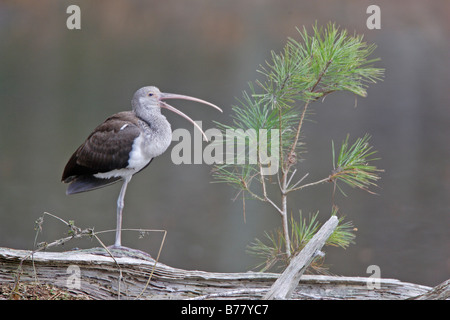 Juvenile weißer Ibis Stockfoto