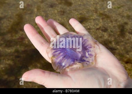 Frau mit Quallen in der hand Stockfoto