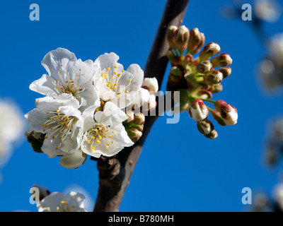 Kirschbaum in Blüte, Pyrenäen Orientales, Frankreich. Stockfoto