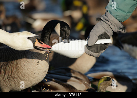 Frau, Fütterung Kanadagans und Höckerschwan im Winter Victoria British Columbia Kanada Stockfoto