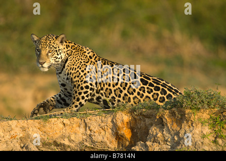 Jaguar Panthera Onca im Pantanal-Region von Brasilien Stockfoto