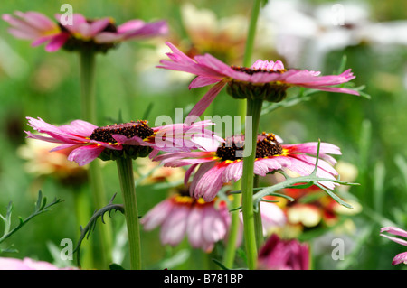 Chrysanthemum Carinatum gemalt DAISY frohe Mischung Sorte Vielzahl jährliche Farbe Farben Blütenfarben blühen Stockfoto