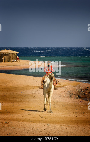 Beduinen Mann Reiten auf Kamelen, Dahab, Ägypten Stockfoto