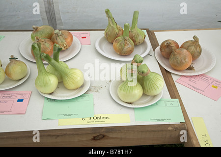 Preisgekrönte Zwiebeln auf dem Display Suffolk Kleinbauern Jahresausstellung Stonham Scheunen Suffolk England Juli 2008 Stockfoto