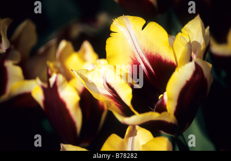 Triumf Tulipa Gavota fotografiert im Garten der Keukenhof in Lisse der Niederlande Stockfoto