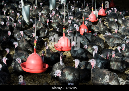 Dies sind Freilandhaltung Puten in Goodmans Gänse in Worcestershire wenige Wochen vor Weihnachten 2008. Stockfoto