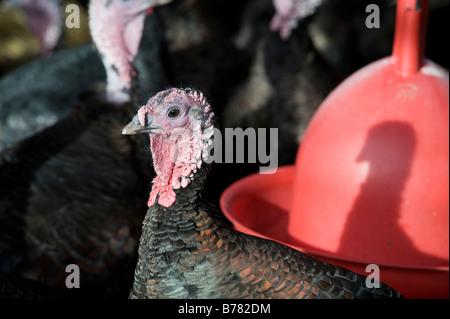 Dies sind Freilandhaltung Puten in Goodmans Gänse in Worcestershire wenige Wochen vor Weihnachten 2008. Stockfoto