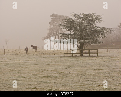 Frostiger Nebel Umgebung in Oxfordshire, England Stockfoto