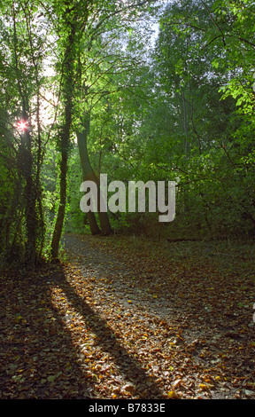 Wald-Spaziergang, Mary Ann Wiesen, Westbrook, Warrington, England, Herbst 2008 Stockfoto