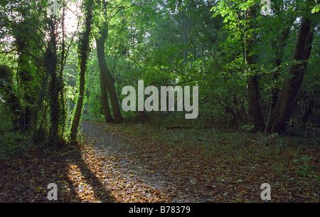 Wald-Spaziergang, Mary Ann Wiesen, Westbrook, Warrington, England, Herbst 2008 Stockfoto