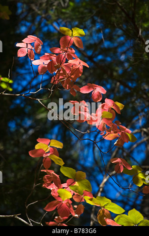 HARTRIEGEL Bäume färben sich rot im Herbst im YOSEMITE VALLEY YOSEMITE Nationalpark, Kalifornien Stockfoto