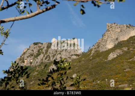 Johannisbrotbaum und Ruinen der maurischen Burg, Vall de Gallinera, Marina Alta, Provinz Alicante, Comunidad Valenciana, Spanien Stockfoto