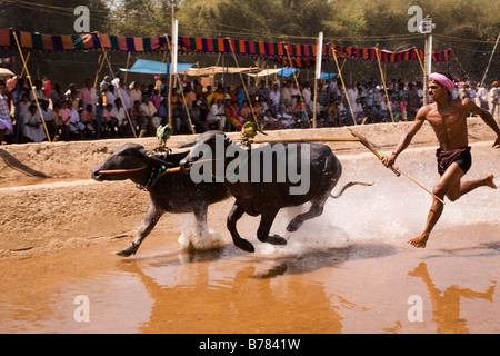 Ein Mann rennt ein paar Büffel in einem Kambala Rennen in Dakshina Kannada Bezirk von Karnataka, Indien. Stockfoto