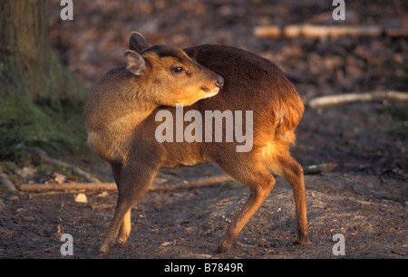 Reeves Muntjak Hirsch Muntiacus Reevesi england Stockfoto