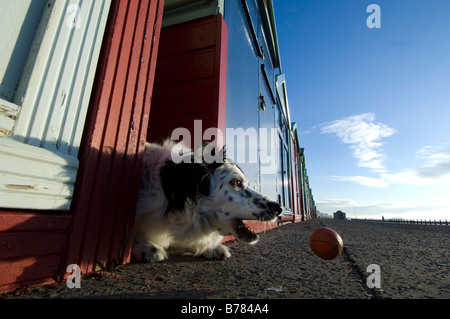 Ein Mischling Hund spielt mit seinen Ball zwischen den Strandhütten, wie es für einen Spaziergang auf der Promenade am Strand von Brighton und Hove geht Stockfoto