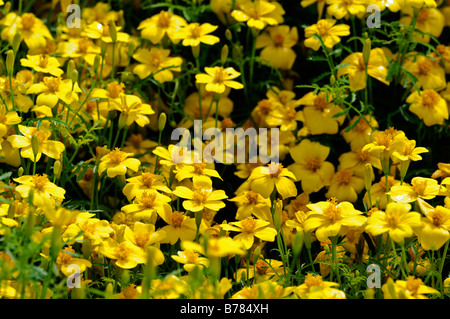 Tagetes Tenuifolia 'Lemon Gem' Signata Pumila Signet Marigold gelbe Blume Blüte Blüte einjährige Pflanze Stockfoto