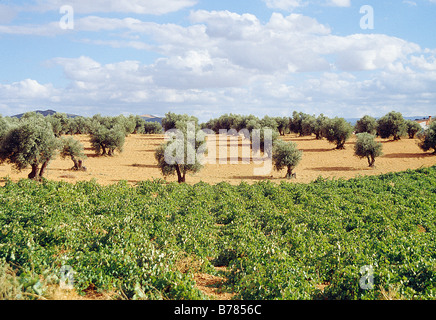 Feld der Weinberg und Olivenhain. Valdepeñas. Provinz Ciudad Real. Kastilien-La Mancha. Spanien. Stockfoto