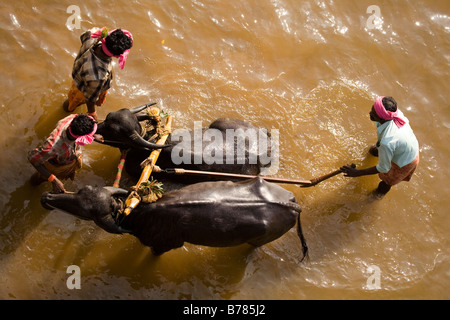 Männer waschen ein paar Büffel nach einem Kambala Rennen in Dakshina Kannada Bezirk von Karnataka, Indien. Stockfoto