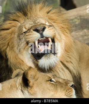 schöne männliche Löwen zeigt seine Zähne Stockfoto