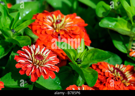 Zinnia Elegans Dreamland Coral F1 orange Sorte Farbe Farbe jährliche Bettwäsche Container Pflanze violacea Stockfoto