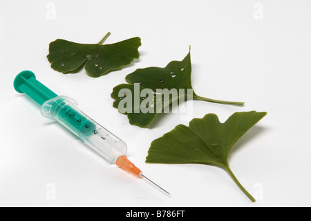 Gingko, Heilpflanze und Spritze, Nahaufnahme Stockfoto