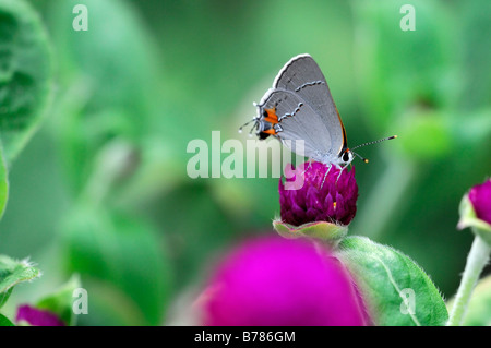 Gray Zipfelfalter Strymon Melinus Schmetterling feed Schluck trinken Nektar ernähren sich von Gomphrena Globosa 'rund um Purple' Globe Amaranth Stockfoto