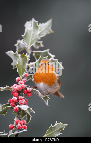 ROBIN Erithacus Rubecula SITZSTANGEN AMONGST FROSTED HOLLY Beeren Stockfoto