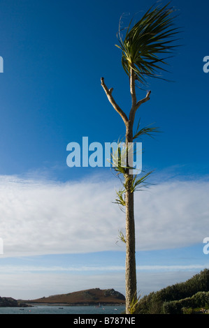 Eine hohe Yucca tropische Pflanze auf der Insel von St. Martins, Isles of Scilly, UK Stockfoto