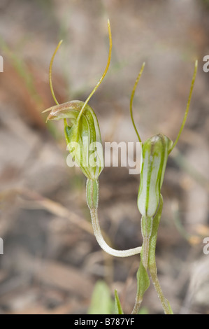 Zwerg Pterostylis (Linguella Nana früher Pterostylis Nana) Blume Mt Trio Stirling reicht Nationalpark Westaustraliens Sept Stockfoto