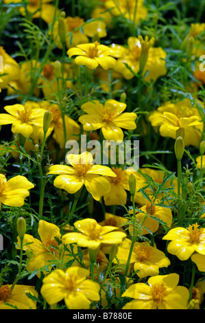 Tagetes Tenuifolia 'Lemon Gem' Signata Pumila Signet Marigold gelbe Blume Blüte Blüte einjährige Pflanze Stockfoto