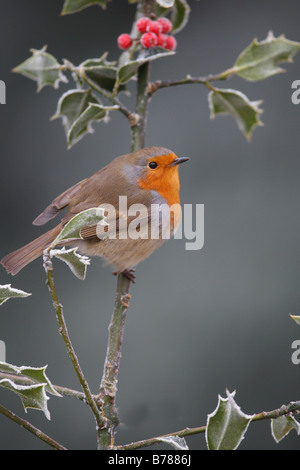 ROBIN Erithacus Rubecula SITZSTANGEN AMONGST FROSTED HOLLY Beeren Stockfoto