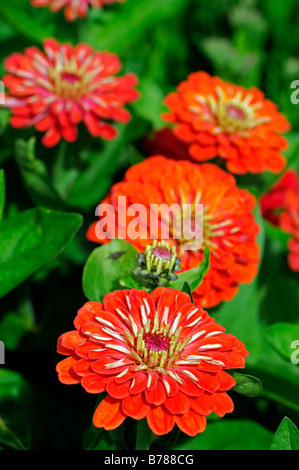 Zinnia Elegans Dreamland Coral F1 orange Sorte Farbe Farbe jährliche Bettwäsche Container Pflanze violacea Stockfoto