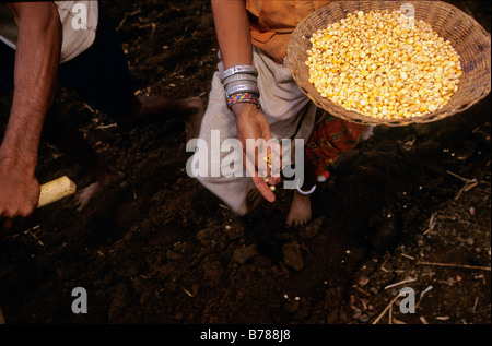 Der Bauer Lowharia und seine Frau säen ihre Ernte, obwohl Sie wissen, dass ihre Farm bald vom Wasser überflutet werden Stockfoto