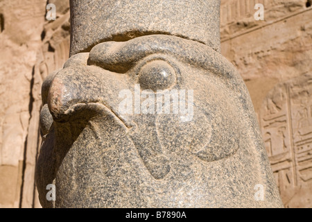 Nahaufnahme von der Statue des Horus von Behedet auf dem Vorplatz am Eingang zum ersten Säulenhalle, Edfu Tempel Ägyptens Stockfoto