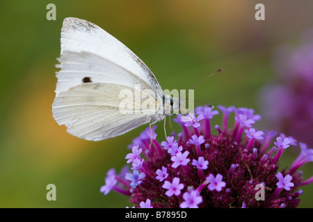 Kohl weißen Schmetterling auf lila Garten Blume Stockfoto