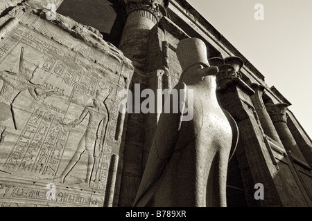 Nahaufnahme von der Statue des Horus von Behedet auf dem Vorplatz am Eingang zum ersten Säulenhalle, Edfu Tempel Ägyptens Stockfoto