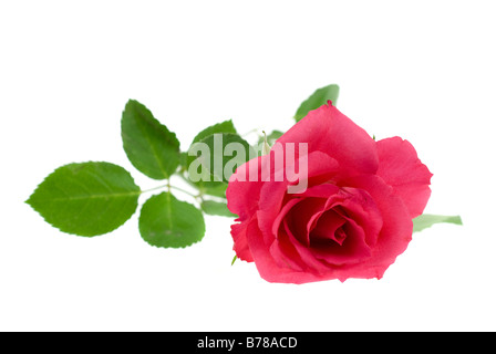 schöne rosa Rose auf einem weißen Hintergrund isoliert Stockfoto