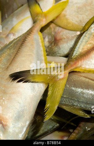 Plattfisch bei Billingsgate Fischmarkt, London, UK Stockfoto