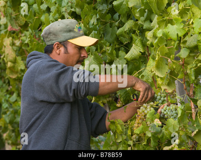 Ein Landarbeiter nimmt SAUVIGNON BLANC Trauben am JOULLIAN Weinberge CARMEL VALLEY Kalifornien Herr Stockfoto