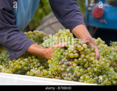 Ein Landarbeiter nimmt SAUVIGNON BLANC Trauben am JOULLIAN Weinberge CARMEL VALLEY Kalifornien Herr Stockfoto