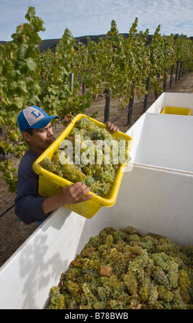 Ein Landarbeiter holt SAUVIGNON BLANC Trauben am JOULLIAN Weinberge CARMEL VALLEY in Kalifornien Stockfoto