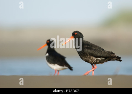 New Zealand Variable Austernfischer Haematopus unicolor Stockfoto