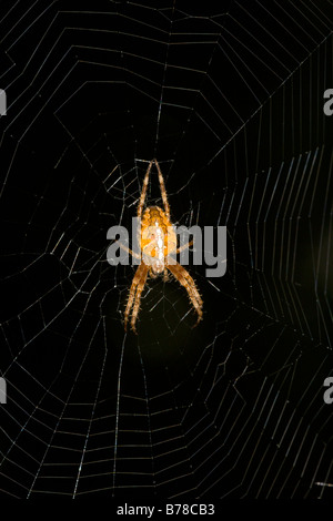 Gemeinsamen Gartenkreuzspinne Araneus Diadematus Web auf schwarzem Hintergrund Stockfoto