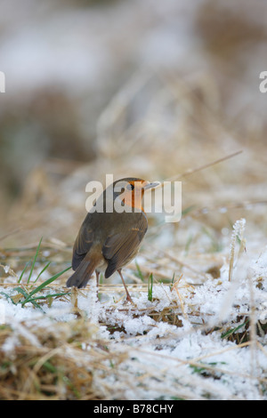 Erithacus Rubecula ROBIN ON Boden unter FROSTED GRASS Stockfoto