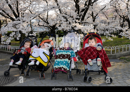 Japanische Babys im Kinderwagen vor Kirschblüten, Botanischer Garten, Kyoto, Japan, Asien Stockfoto