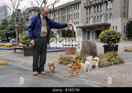 Japanischen Mann seine fünf Chihuahua Hunde vor dem städtischen Rathaus, Kyoto, Japan, Asien Stockfoto