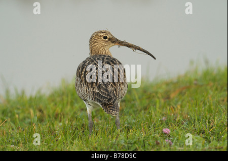 Eurasische Brachvogel (Numenius Arquata), den Niederlanden, Europa Stockfoto