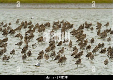 Eurasische Brachvogel (Numenius Arquata), Herde von Brachvögel in Wasser, Niederlande, Europa Stockfoto