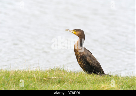 Kormoran (Phalacrocorax Carbo), den Niederlanden, Europa Stockfoto