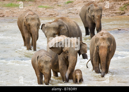 Eine Elefantenfamilie einen flachen Fluss in der Nähe von The Pinnawela-Elefantenwaisenhaus in Sri Lanka Stockfoto